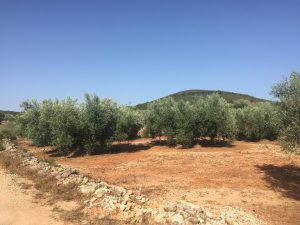 oliveres